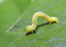 Image result for Little Worms On Apple Tree