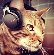 Image result for Headphones Rose Gold Cat