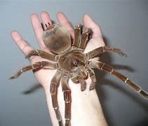 Image result for The Biggest Spider in the Whole World