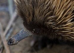 Image result for Echidna Nose
