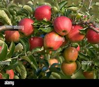 Image result for Red Gala Apple