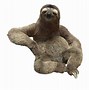 Image result for Sloth Desktop Background