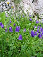 Image result for Campanula pulla