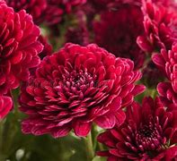 Image result for Magenta Color Flowers