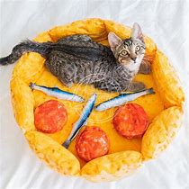 Image result for Cat On Cupcake Bed