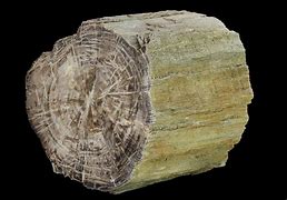 Image result for Petrified Wood Log