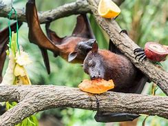 Image result for Flying Fox Eating Fruit