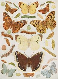 Image result for Antique Vintage Butterfly Prints