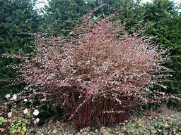 Image result for Aster lateriflorus Lady in Black