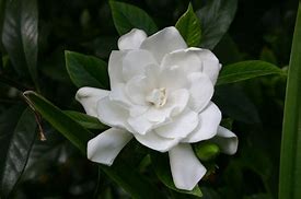 Image result for gardenias