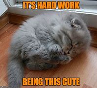 Image result for Hard Work Cat Meme