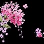 Image result for Black and Pink Floral Wallpaper