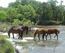 Image result for Wild Horse Racing