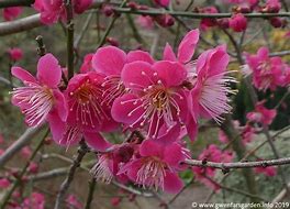 Image result for Prunus mume Beni-shi-dori