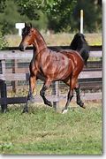 Image result for Australian Stock Horse