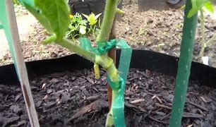 Image result for Siling Labuyo and Tomato Grafting