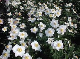 Image result for Anemone hybrida (x) Coupe d Argent