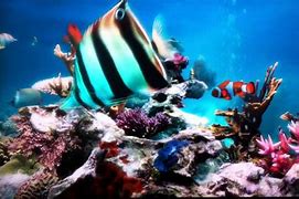 Image result for Screensaver Apple TV Fish Underwater