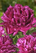 Image result for Paeonia Karl Rosenfield (Lactif-D-Group)