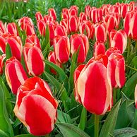 Image result for Tulipa Hearts Delight