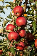 Image result for Apple Tree in the Background and Small Restaurant