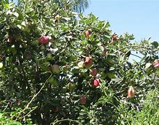 Image result for Anna Apple Tree