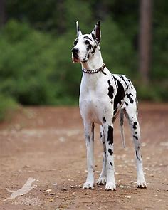 serious cow by Gadabout-Photography on deviantART | Dane dog, Great dane dogs, Harlequin great danes