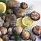 Image result for Hard Shell Clam