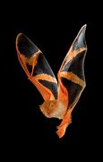 Image result for Darkest Bat Species