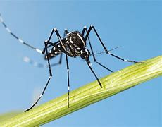 Image result for Florida Mosquitoes