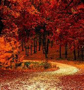 Image result for Autumn Leaves Background