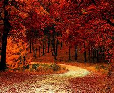 Image result for Autumn Leaves Wallpaper