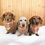 Image result for dachsunds