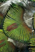 Image result for Green Peacock Feathers