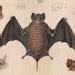 Image result for Antique Bunting Bat