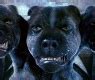 Image result for Cerberus Percy Jackson