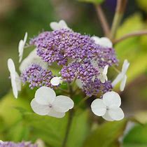 Hydrangea aspera var. sargentiana Goldrush ਲਈ ਪ੍ਰਤੀਬਿੰਬ ਨਤੀਜਾ