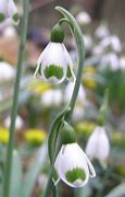 Image result for Galanthus plicatus South Hayes