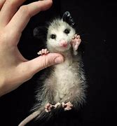 Image result for Opossum Hands