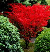 Image result for Acer Palmatum Tree