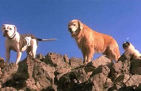 Image result for Enfield Animal in Film