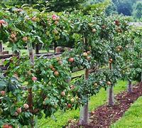 Image result for Garden Designs with Fruit Trees