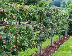 Image result for Small Garden Fruit Tree