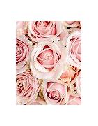 Image result for Free Pink Roses Background