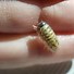 Image result for isopods terrariums ideas