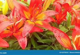 Image result for Orange Hybrid Lilies