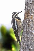 Image result for Sphyrapicus Picidae