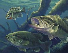 Image result for Bass Out of Water HD
