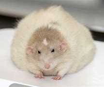 Image result for Fat Rat in Hand