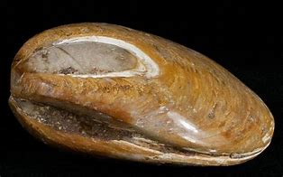 Image result for Prehistoric Clams